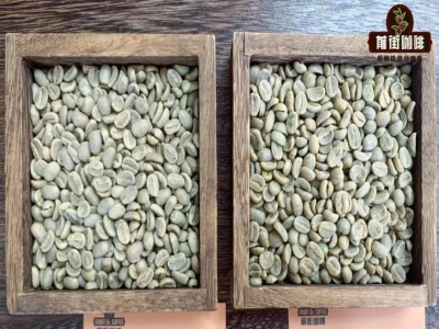 PNG coffee｜パプアニューギニアコーヒーはなぜ「小ブルーマウンテン」と呼ばれるのか？シグリ農園のバード・オブ・パラダイス ウォッシュドティピカの風味の特徴は何ですか？