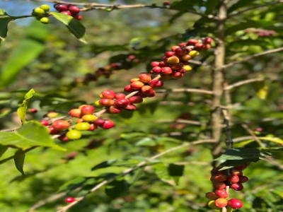 低カフェインコーヒーのメリットとデメリット｜低カフェインコーヒー（decaffeinated coffee）とは？カフェインはどうやって取り除くの？低カフェインコーヒーはスペシャルティコーヒー？