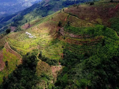 雲南コーヒー｜中国のコーヒー産地はどこにありますか？雲南はなぜアラビカ種の栽培に適しているのでしょうか？雲南コーヒーの品種や特徴は何でしょうか？