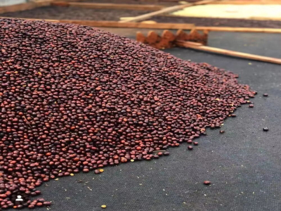 カトゥーラCaturraとカトゥアイCatuaiのコーヒー豆はともにアラビカ種ですか？両者の風味の特徴の違いはそれぞれ何ですか？