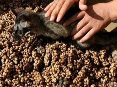 アジアのコーヒー豆｜インドネシアで有名な三大コーヒー代表は何ですか？インドネシアコーヒーはどのような風味特徴を持っていますか？