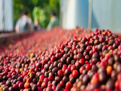 パナマのコーヒー豆｜なぜパナマはトップクラスのコーヒー産地になれたのか？ボケテ産区にはどのような栽培条件があるか？パナマではどのようなコーヒー品種が栽培されているか？