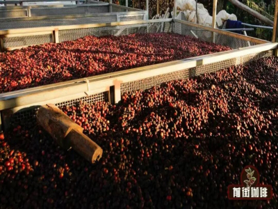 コーヒー豆の処理方法の紹介｜ナチュラルコーヒーとウォッシュドコーヒーの味わいと口当たりの違いは何か？ナチュラルとウォッシュドの処理プロセスとは？