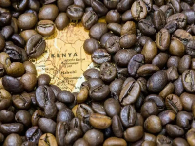 ケニアのスペシャルティコーヒー豆｜なぜケニアコーヒーは飲むとその個性が際立つのか？ケニアコーヒーの酸味はどこから来るのか？
