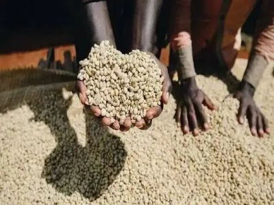 kenya coffee｜ケニアコーヒーAA、AA+、Topとはどういう意味ですか？ケニアコーヒーの生豆のグレード分け基準は何ですか？
