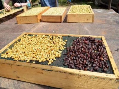 コスタリカのコーヒー豆の特徴｜ハニー処理とは何か？なぜコスタリカのコーヒーはハニー処理法を多く用いるのか？ハニー処理コーヒー豆にはどのような風味特徴があるか？